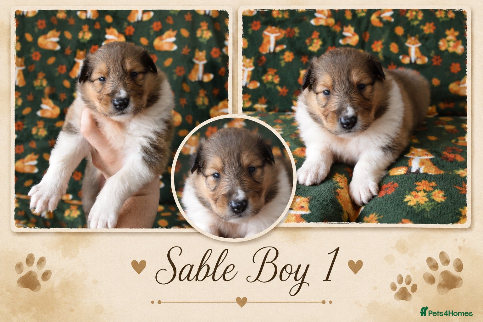 Rough Collie dogs KC Rough Collies - Advert 2