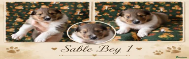 Rough Collie 1