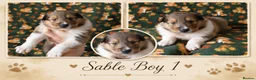 Rough Collie dogs for sale: KC Rough Collies - Advert 1