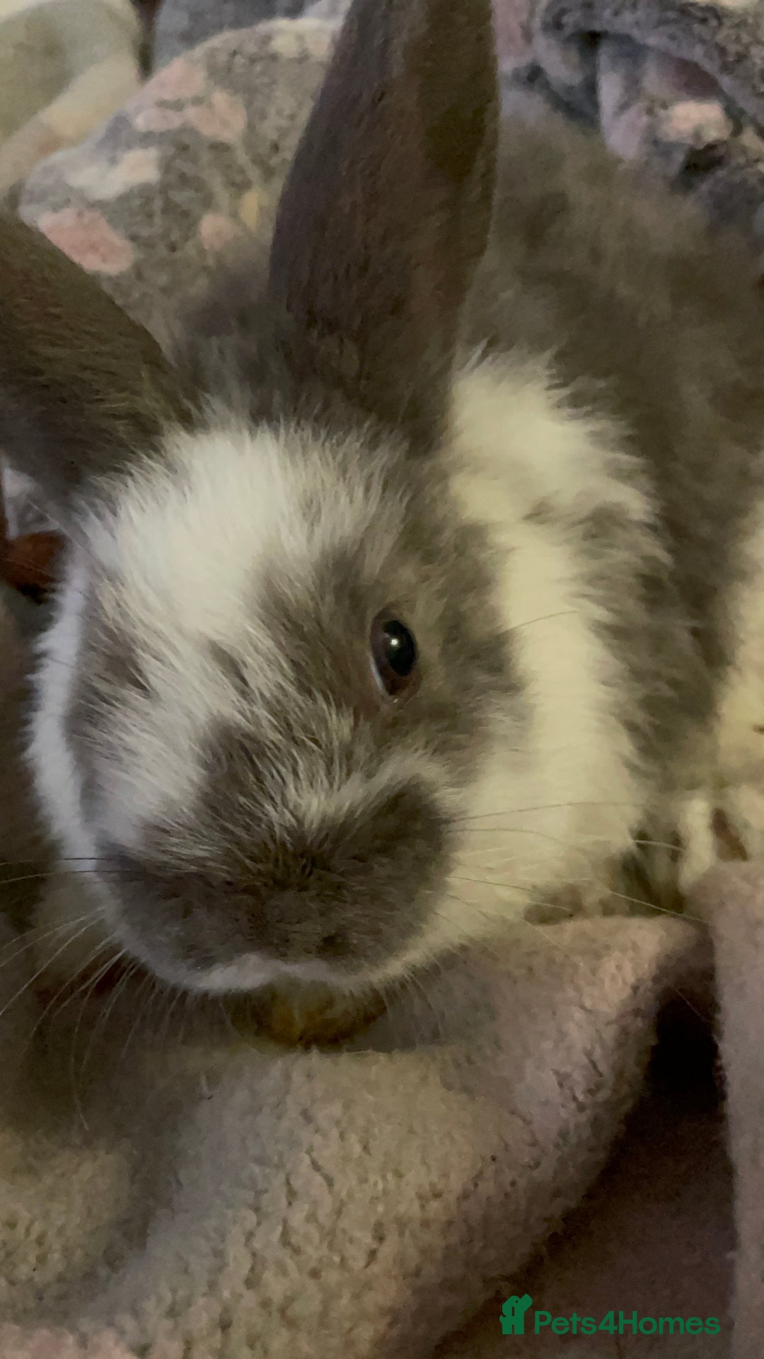 Lionhead rabbits for sale: bunnies - Advert 26