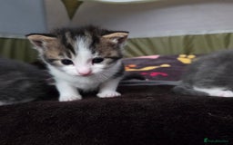 Mixed Breed cats for sale: Kittens  - Image 2
