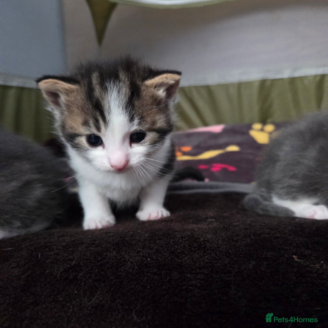 Mixed Breed cats for sale: Kittens  - Image 2