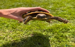 Hermann Tortoise reptiles for sale: Randy the tortoise!  - Image 4