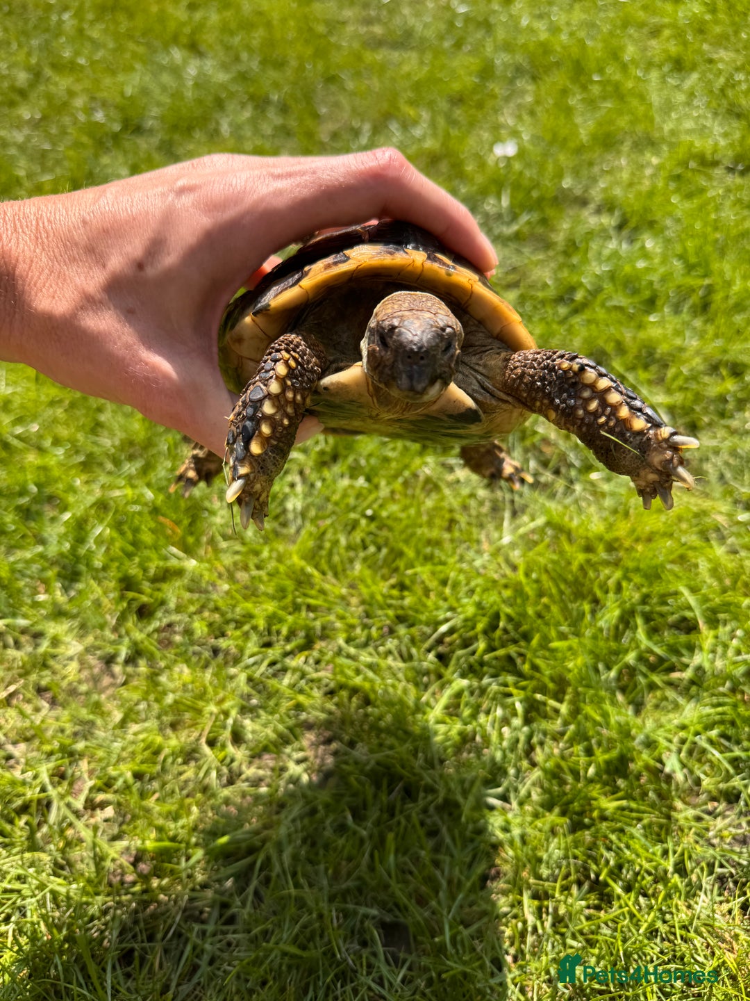 Hermann Tortoise reptiles for sale: Randy the tortoise!  - Image 4