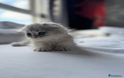 Scottish Fold cats for sale: Scottish Fold Kittens Variety of Colours - Image 16