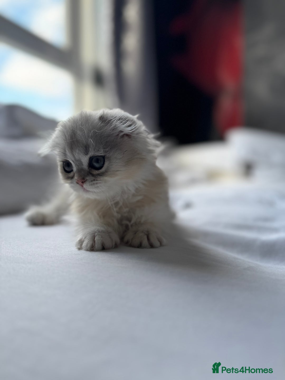 Scottish Fold cats for sale: Scottish Fold Kittens Variety of Colours - Image 16