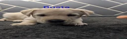 Labrador Retriever dogs for sale: 🐾 Labrador Pups 🐾 - Advert 6
