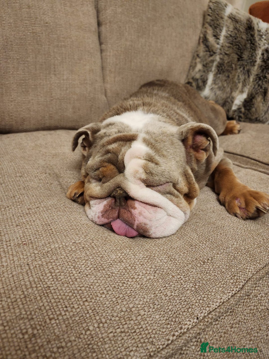 English Bulldog dogs for sale: Mab the bulldog - Advert 1