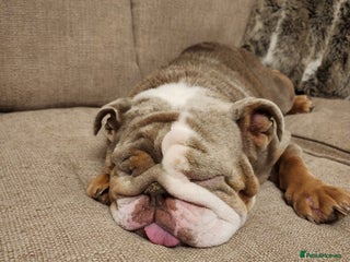 English Bulldog dogs Mab the bulldog - Advert 1