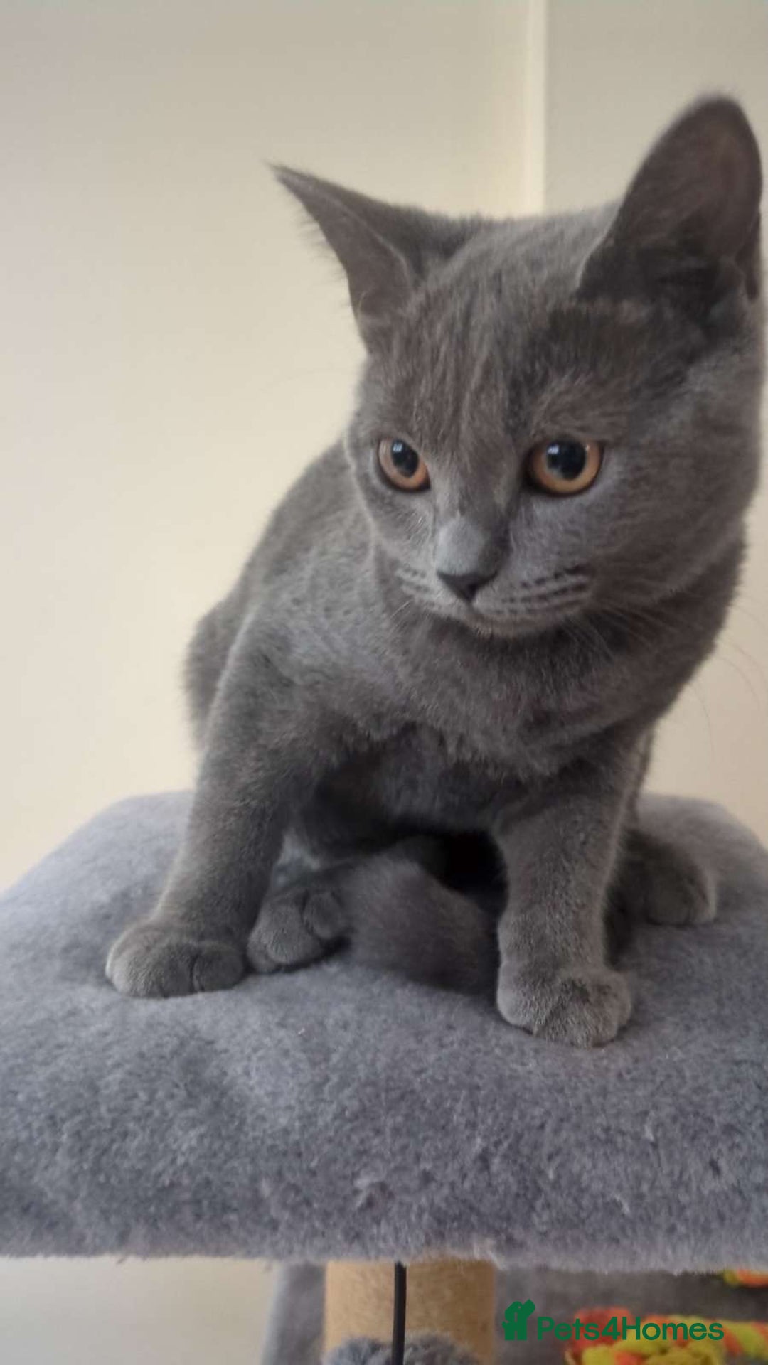 British Shorthair cats for sale: BLUE BRITISH SHORTHAIR - Image 5