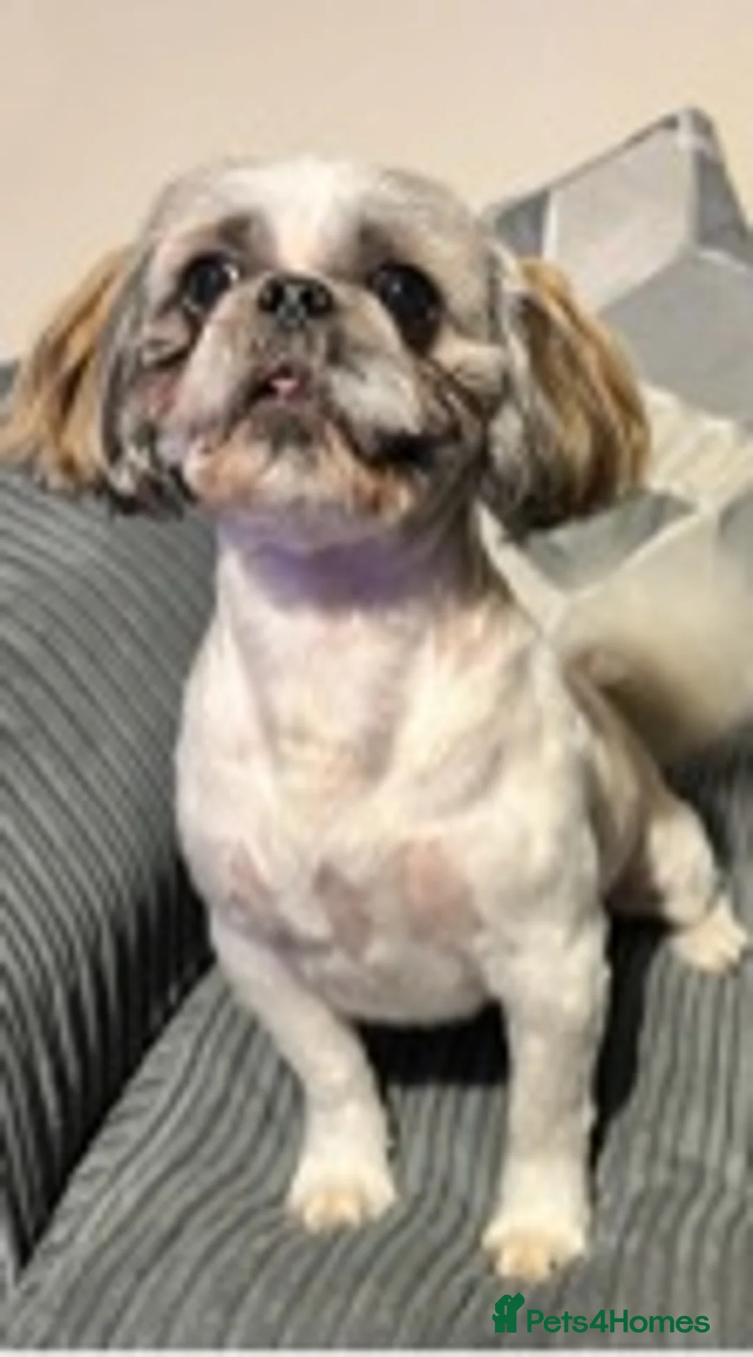 Shih Tzu dogs for stud: STUD shihtzu in Nuneaton - Advert 3