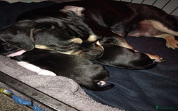 Mixed Breed dogs for sale: Female left - Image 2