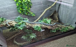 Rat Snake reptiles for sale: Vietnamese blue beauty  - Advert 3