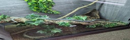 Rat Snake reptiles for sale: Vietnamese blue beauty  - Advert 3