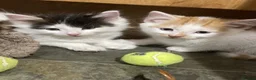 Mixed Breed cats for sale: FLUFFY FRIENDLY KITTENS FOR SALE - Advert 6