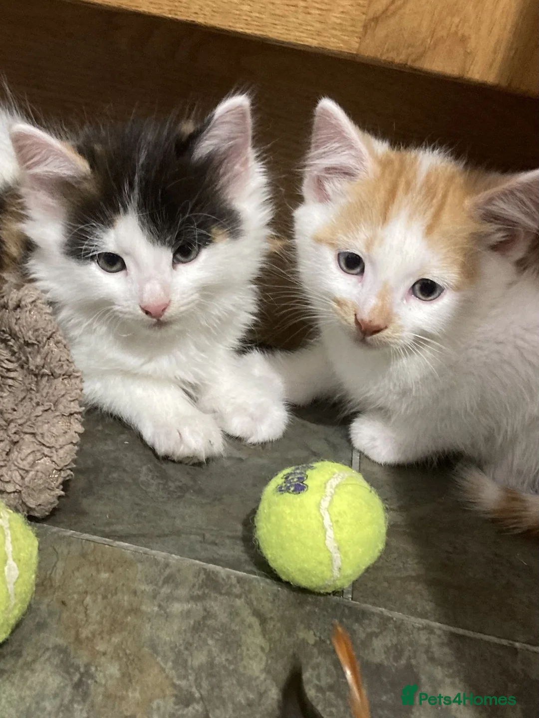 Mixed Breed cats for sale: FLUFFY FRIENDLY KITTENS FOR SALE - Advert 6