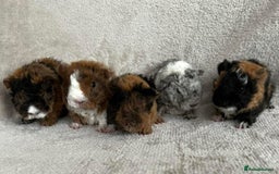 Guinea Pig rodents for sale: Purebred Lunkarya Guinea pigs - Image 3