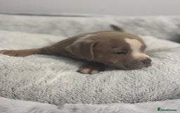 Staffordshire Bull Terrier dogs for sale: Ready now !! - Image 30