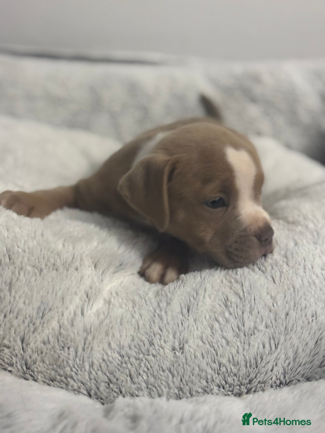 Staffordshire Bull Terrier dogs for sale: Ready now !! - Image 30