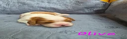 Cavalier King Charles Spaniel dogs for sale: Beautiful KC Reg Health Tested Cavalier Puppies - Advert 7