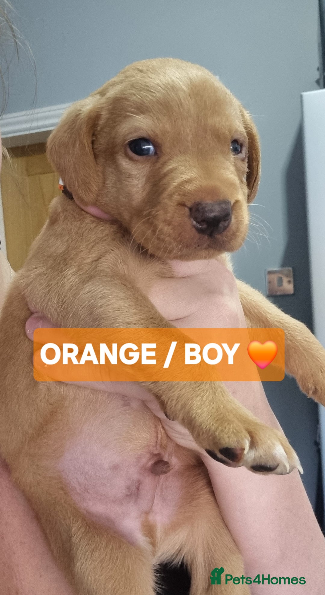 Labrador Retriever dogs for sale: ⭐️ Lush Lab Pups - READY 15/10/25 ⭐️ - Image 7