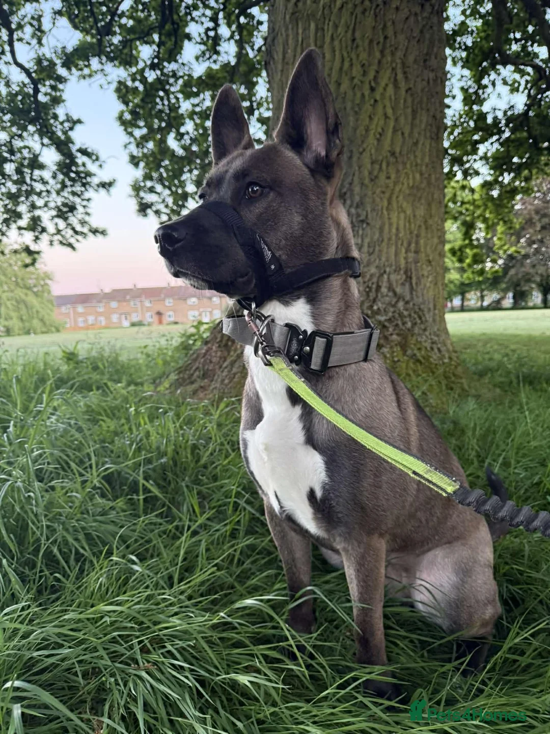 Mixed Breed dogs for sale: Female Belgian Malinois Mix - Advert 2
