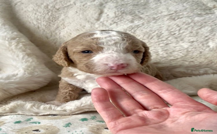 Cavapoo dogs - Advert 11