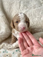 Cavapoo dogs - Advert 7