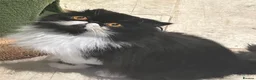 Persian cats for sale: 7 year old Male cat  - Advert 4