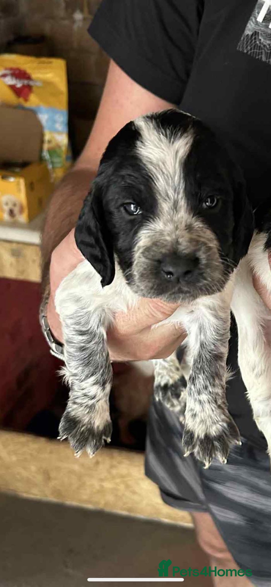 Sprocker dogs for sale: Sprocker spaniels  - Image 3