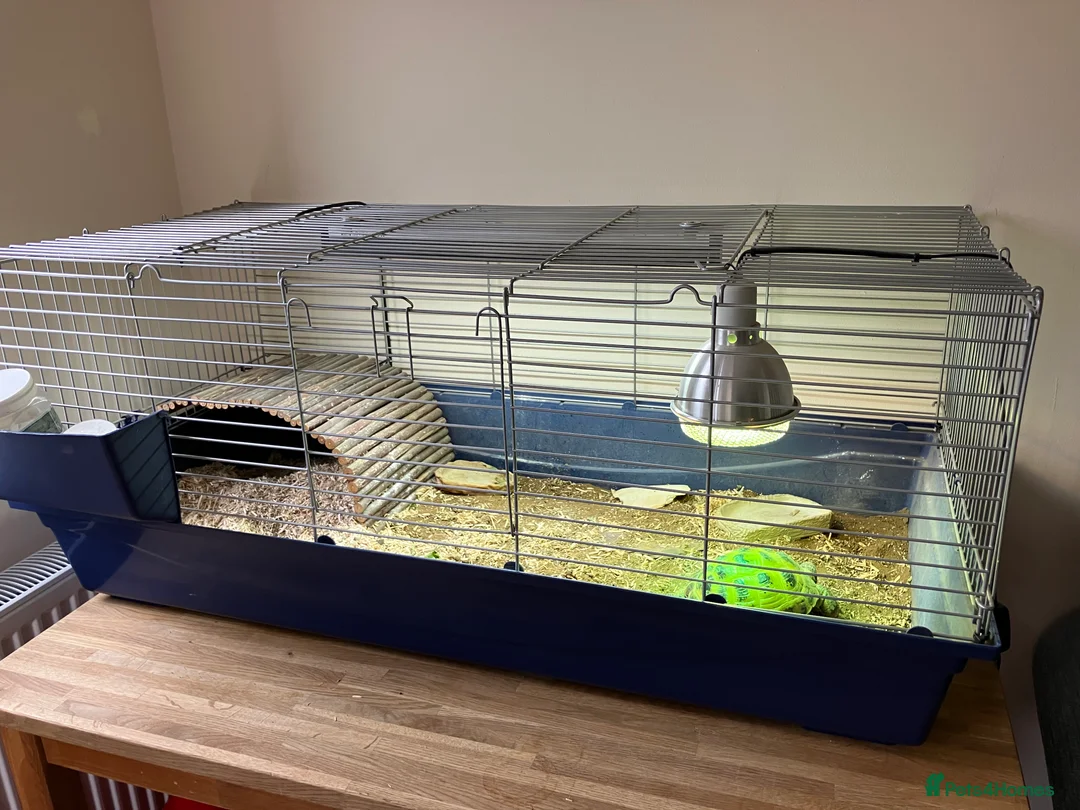 Tortoise reptiles for sale: Horsefield Tortoise - Female in Eastleigh - Advert 3