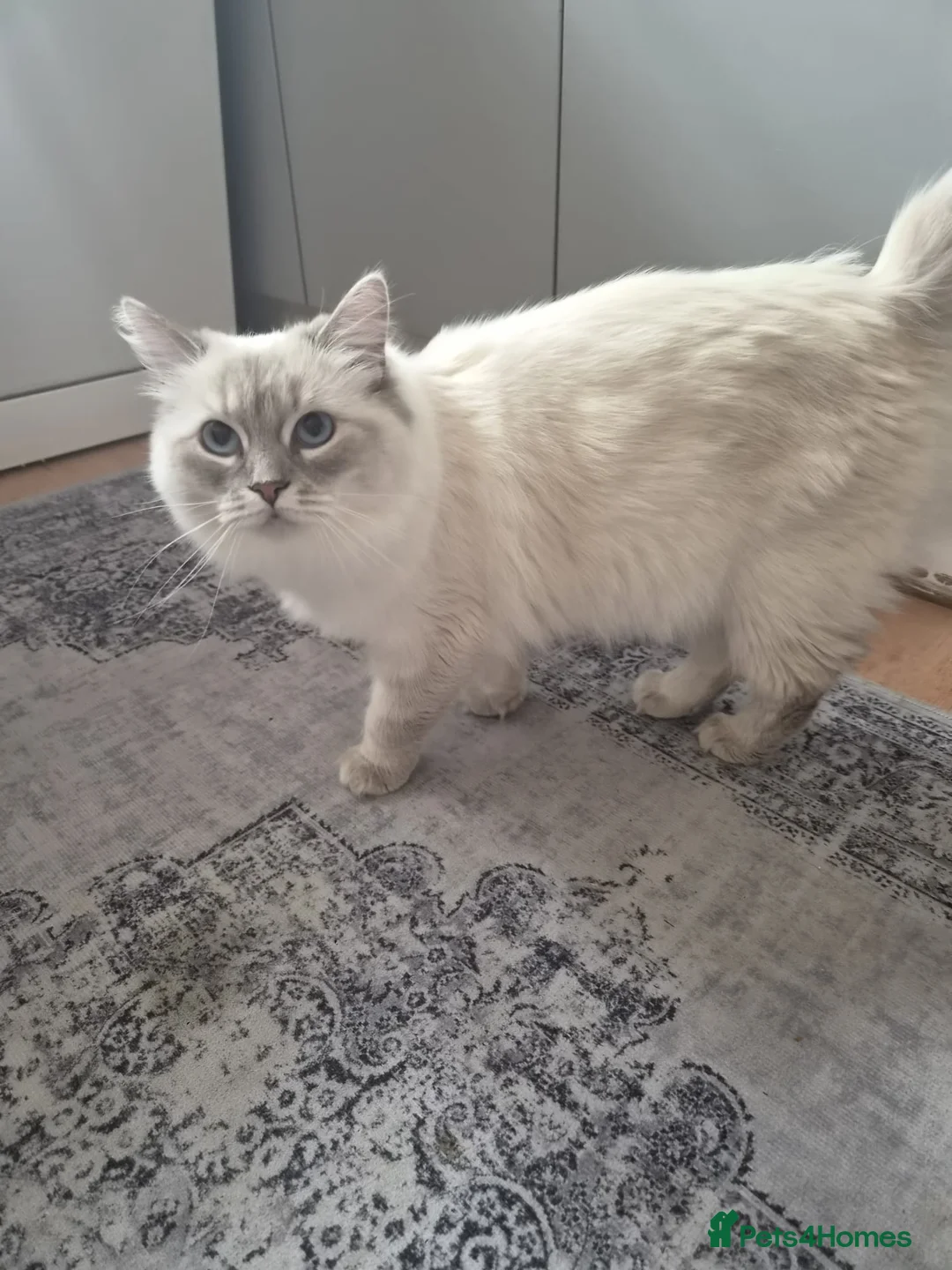 Ragdoll cats for sale: Beautiful Ragdoll Female Cat – 18 Months Old  - Advert 4