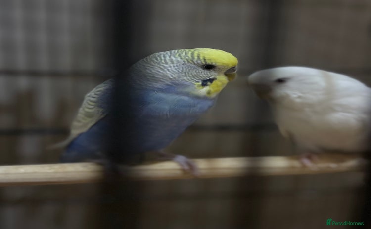 Budgerigars birds - Advert 1