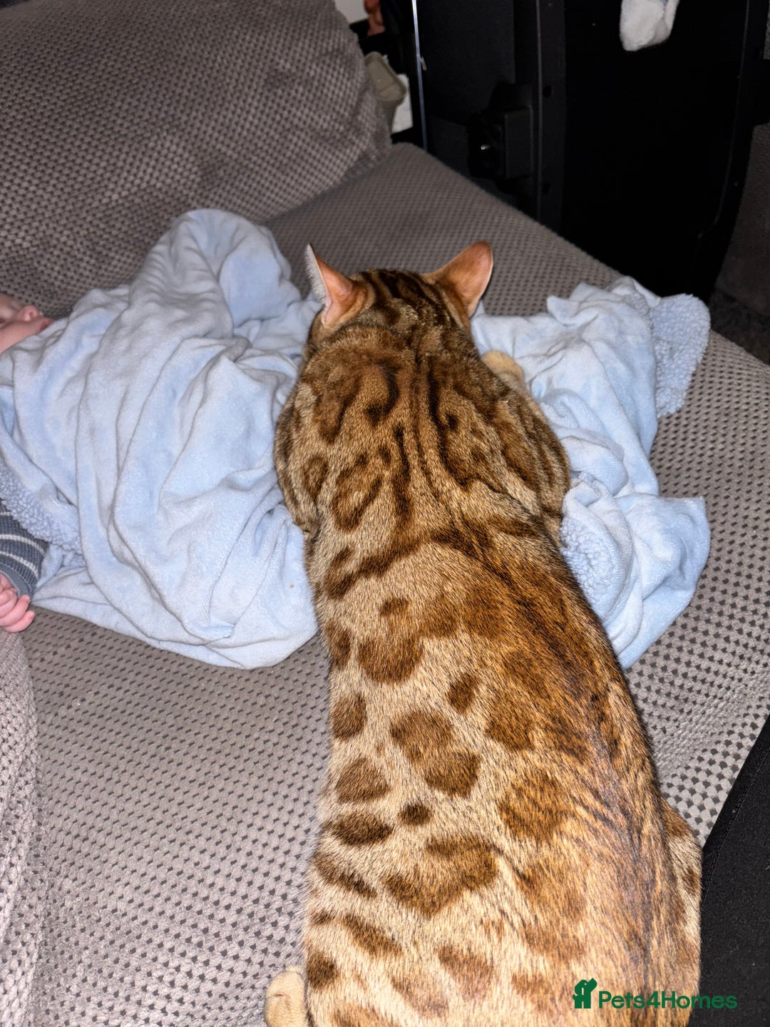 Bengal cats for sale: 2 lovable bengal brothers - Advert 20
