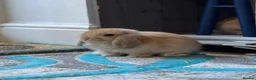 Mini Lop rabbits for sale: Baby Mini lops - indoor homes only  - Advert 12