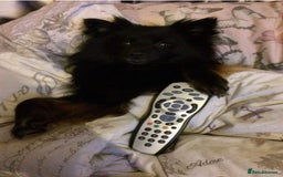 Pomeranian dogs for sale: ****7 Tri/parti Pom pups 3 girls left ** deposit - Image 18