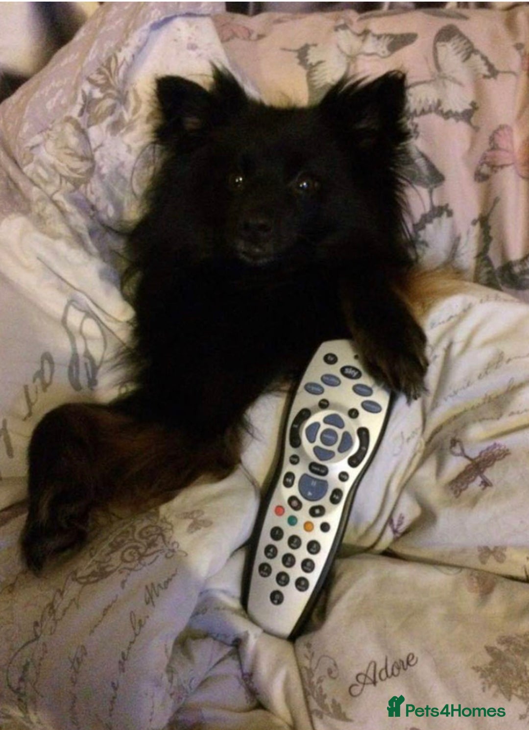 Pomeranian dogs for sale: ****7 Tri/parti Pom pups 3 girls left ** deposit - Image 18