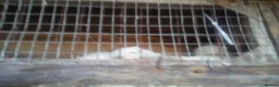 Ferret rodents for sale: Young ferrets for sale in Seaham - Advert 3