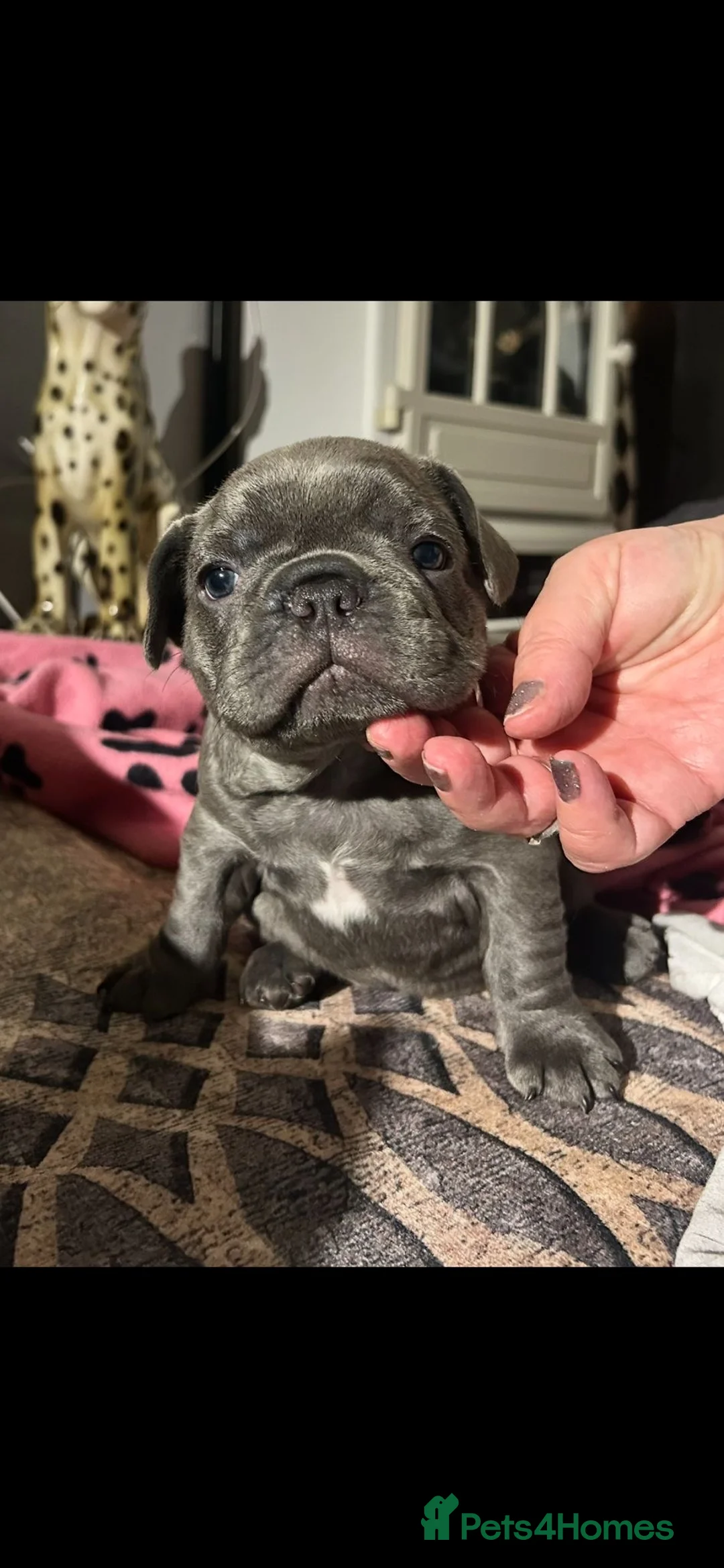 French Bulldog dogs for sale: Playful snuggly Puppies  - Advert 9