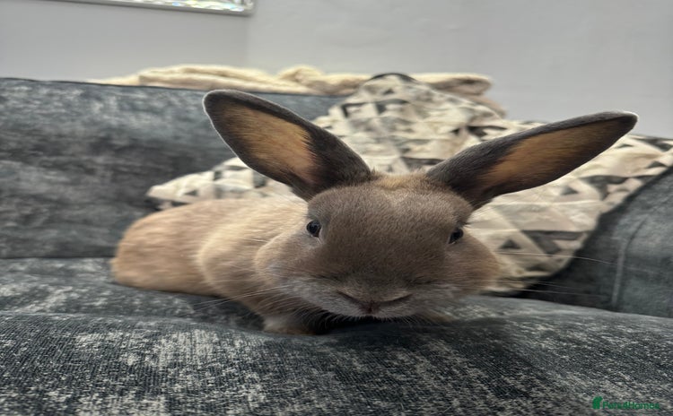 Mini Lion Lop rabbits - Advert 2