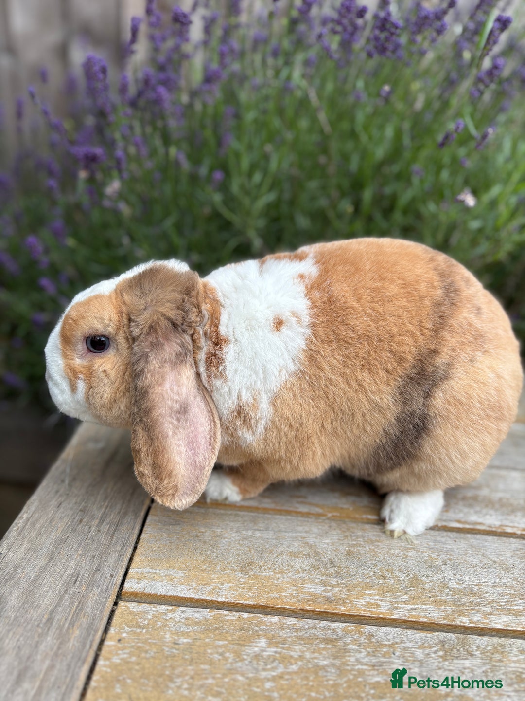 Mini Lop rabbits for sale: ✨ Mini plush lop bunnies 👀 🏡  - Advert 3