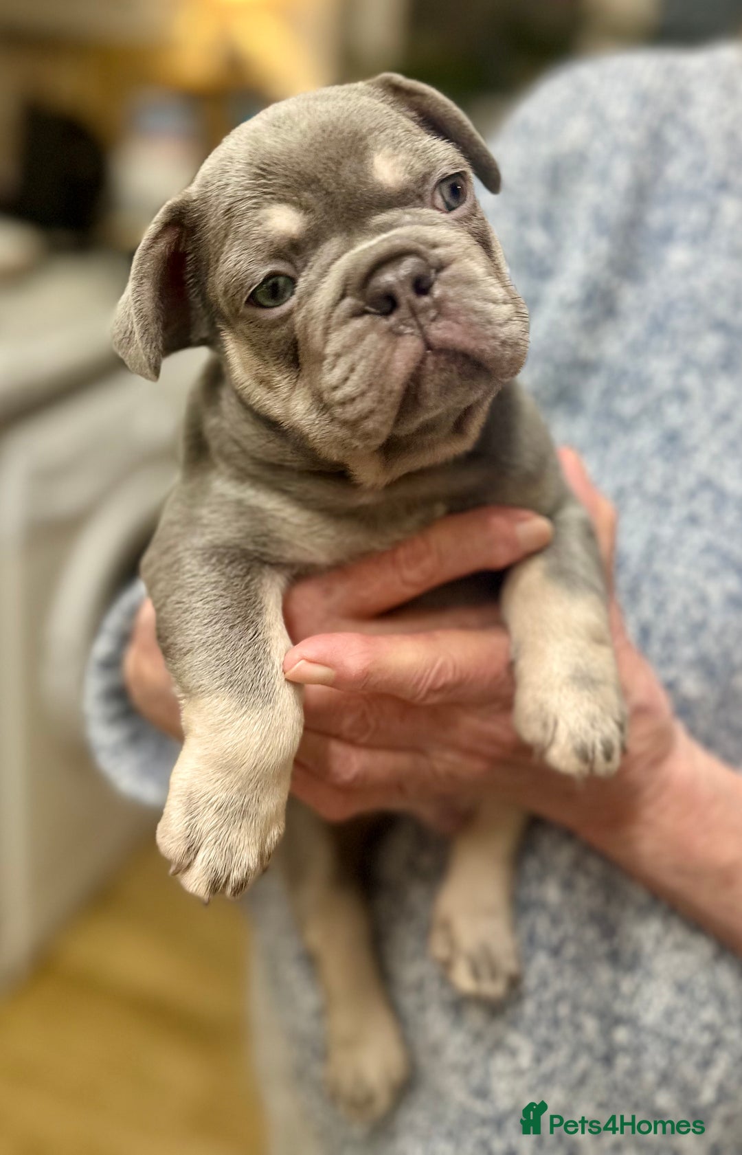 French Bulldog dogs for sale: French Bulldog Puppies  - Advert 14