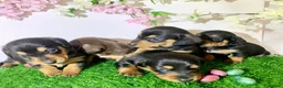 Miniature Dachshund dogs for sale: Miniature dashund puppies  - Advert 2