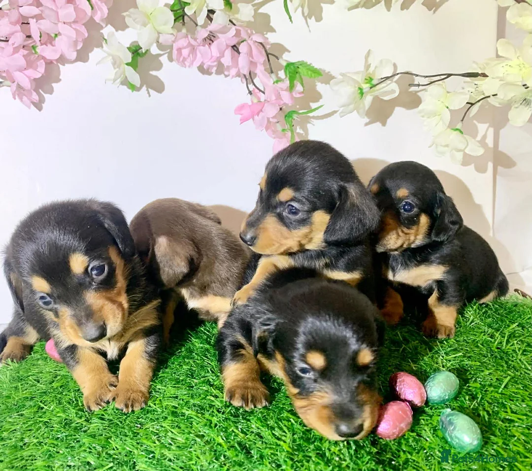 Miniature Dachshund dogs for sale: Miniature dashund puppies  - Advert 2
