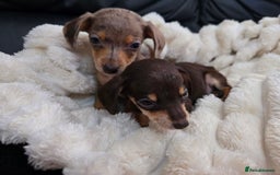 Miniature Dachshund dogs for sale: Miniature dachshunds  - Image 18