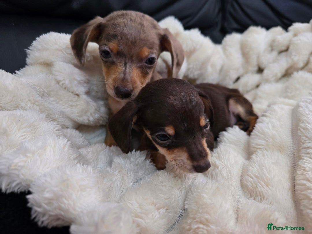 Miniature Dachshund dogs for sale: Miniature dachshunds  - Image 18