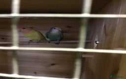 Lovebirds birds for sale: Lovebirds mixed  - Image 8
