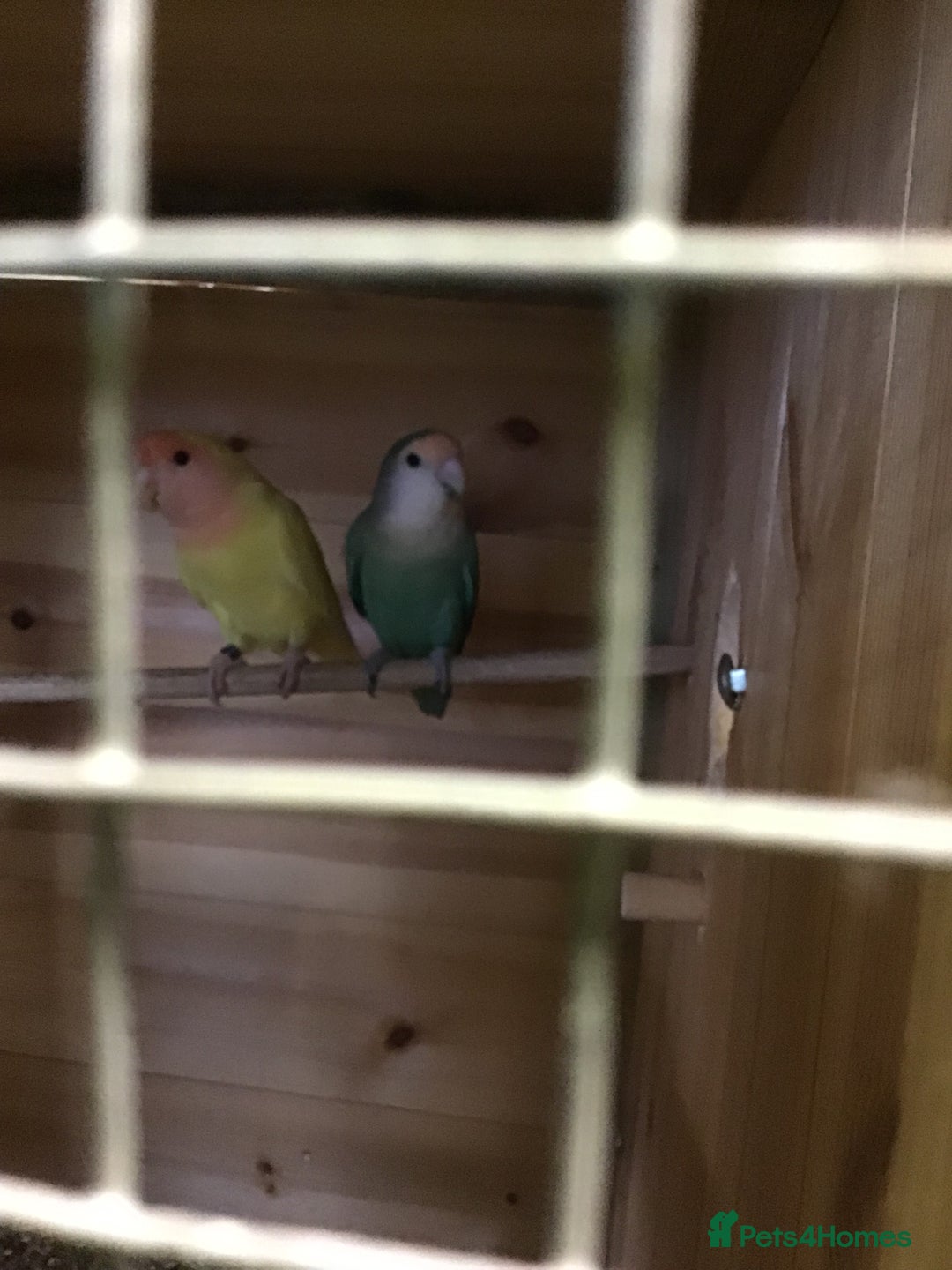Lovebirds birds for sale: Lovebirds mixed  - Image 8
