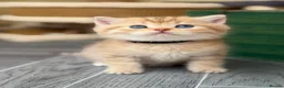 British Shorthair cats for sale: Adorable TICA British Shorthair kittens  - Advert 14