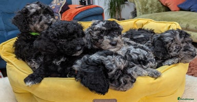 Miniature Poodle dogs - Advert 14